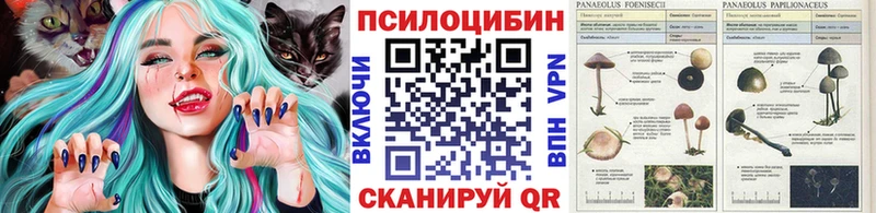 Галлюциногенные грибы Psilocybine cubensis площадка какой сайт Чегем мега рабочий сайт